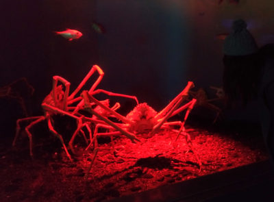 Giant crab you can find at Hakkeijima Sea Paradise