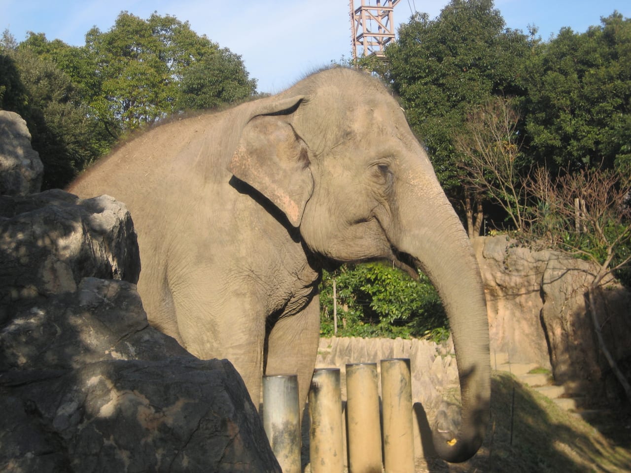 津 森 公園 の 到 ゾウに餌やりもできる！北九州市の動物園「到津の森公園」の魅力を解説