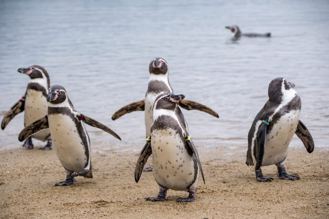 ペンギン飼育種類の数が世界一 長崎県ペンギン水族館 Food Diversity Today