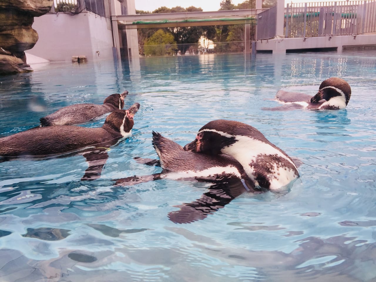 家族連れで楽しめる佐世保市民憩いの場 九十九島動植物園森きらら Food Diversity Today