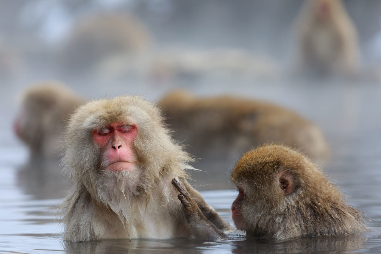 世界で唯一温泉に入る猿たちが見られる 地獄谷野猿公苑 じごくだにやえんこうえん Food Diversity Today