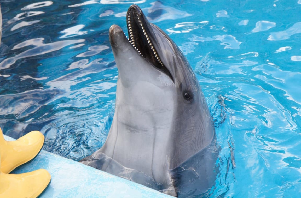大分県「つくみイルカ島」でイルカたちと仲良くなってみませんか