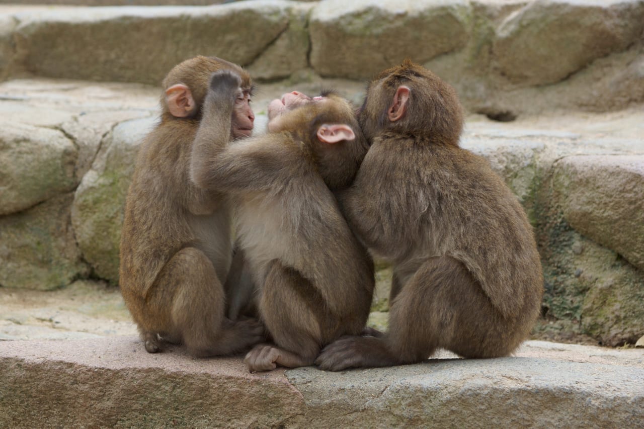 野生のニホンザルに会える 大分県 高崎山自然動物園 Food Diversity Today