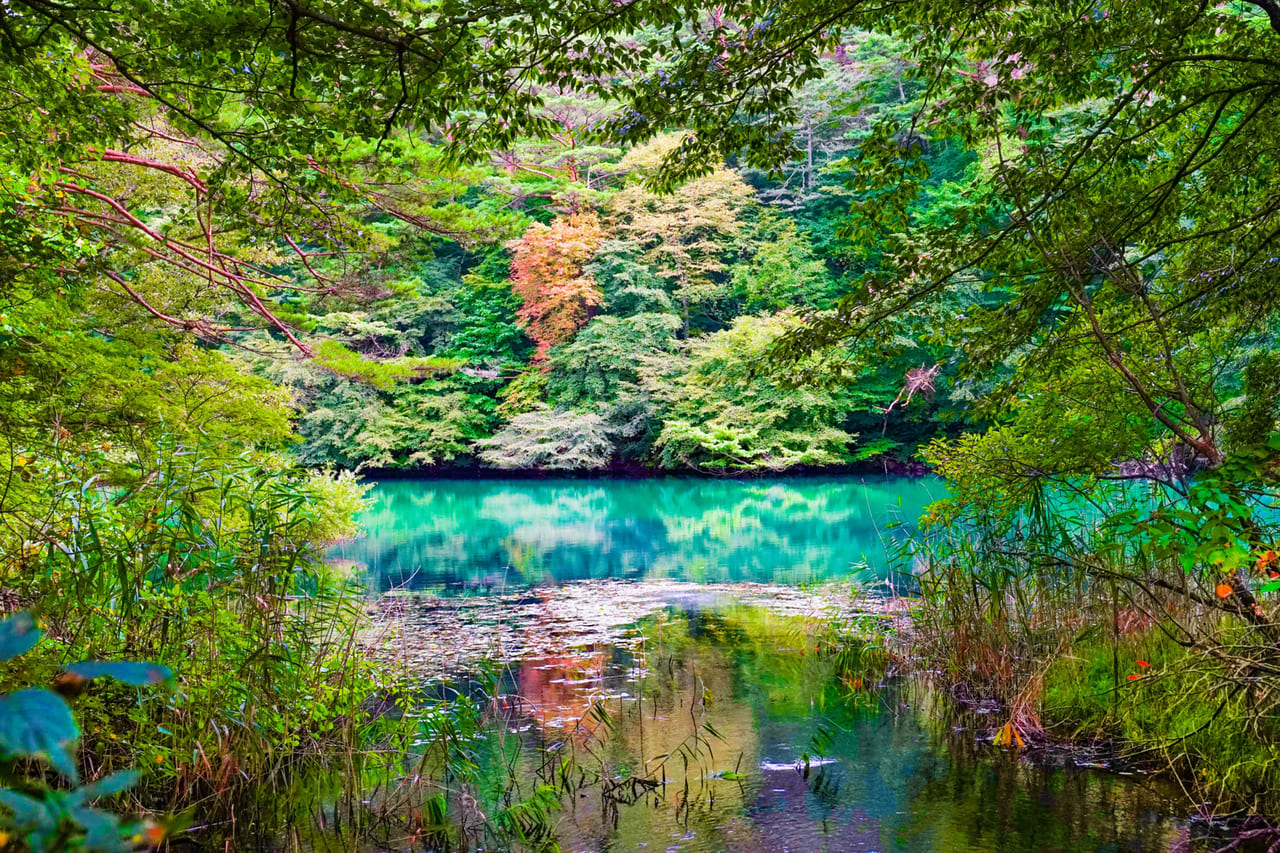 色の変化に富んだ神秘の湖沼 五色沼湖沼群 ごしきぬまこしょうぐん Food Diversity Today