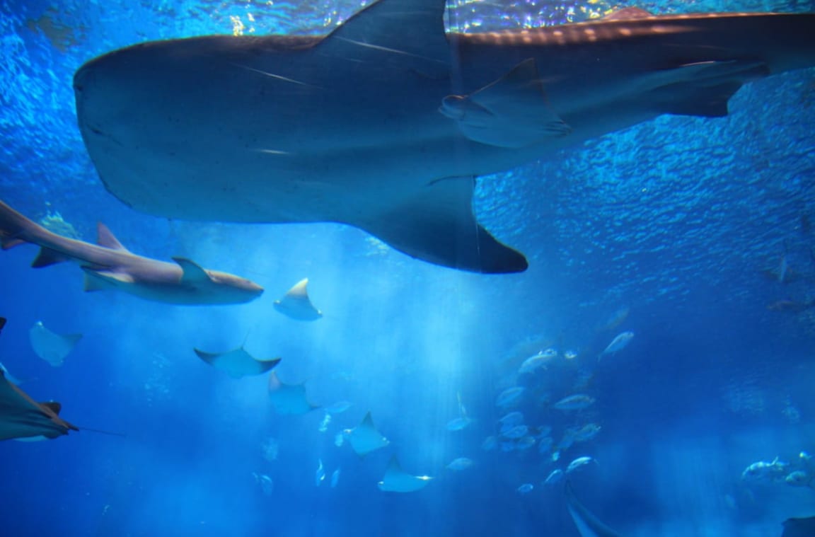 世界最大級の水槽がある「沖縄美ら海水族館（おきなわちゅらうみすいぞくかん）」 | Food Diversity.today