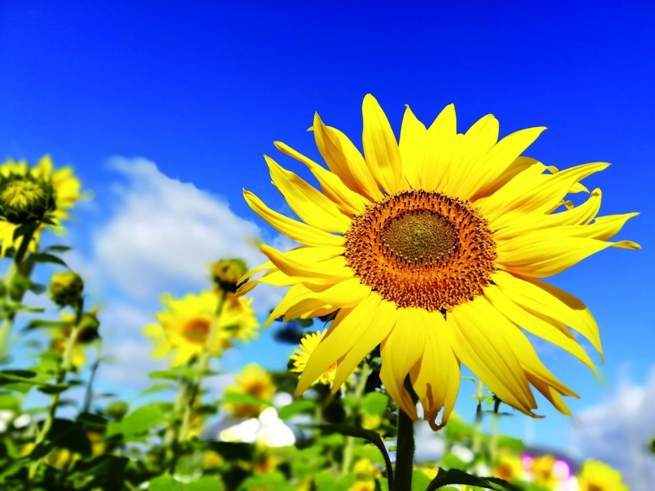 鹿児島県 フラワーパークかごしま は日本最大級の花のテーマパーク Food Diversity Today