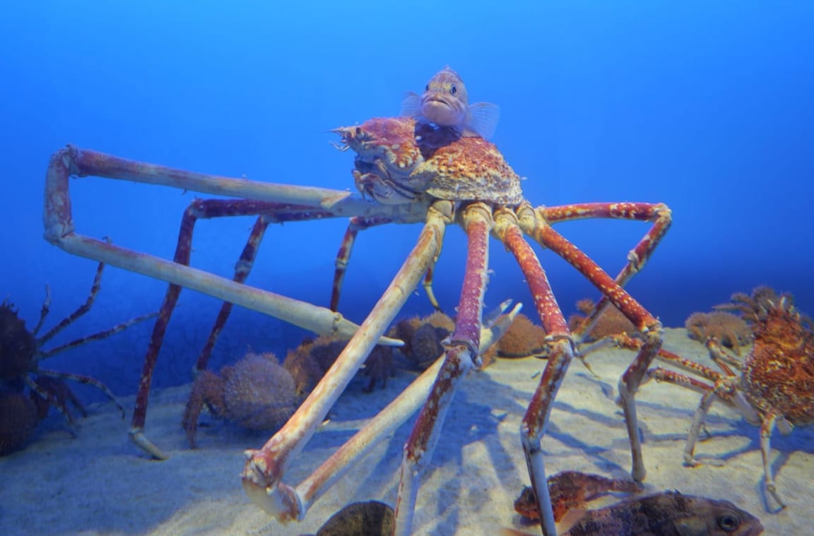 海の生き物はこんなに素晴らしい！「とっとり賀露かにっこ館」 | Food Diversity.today