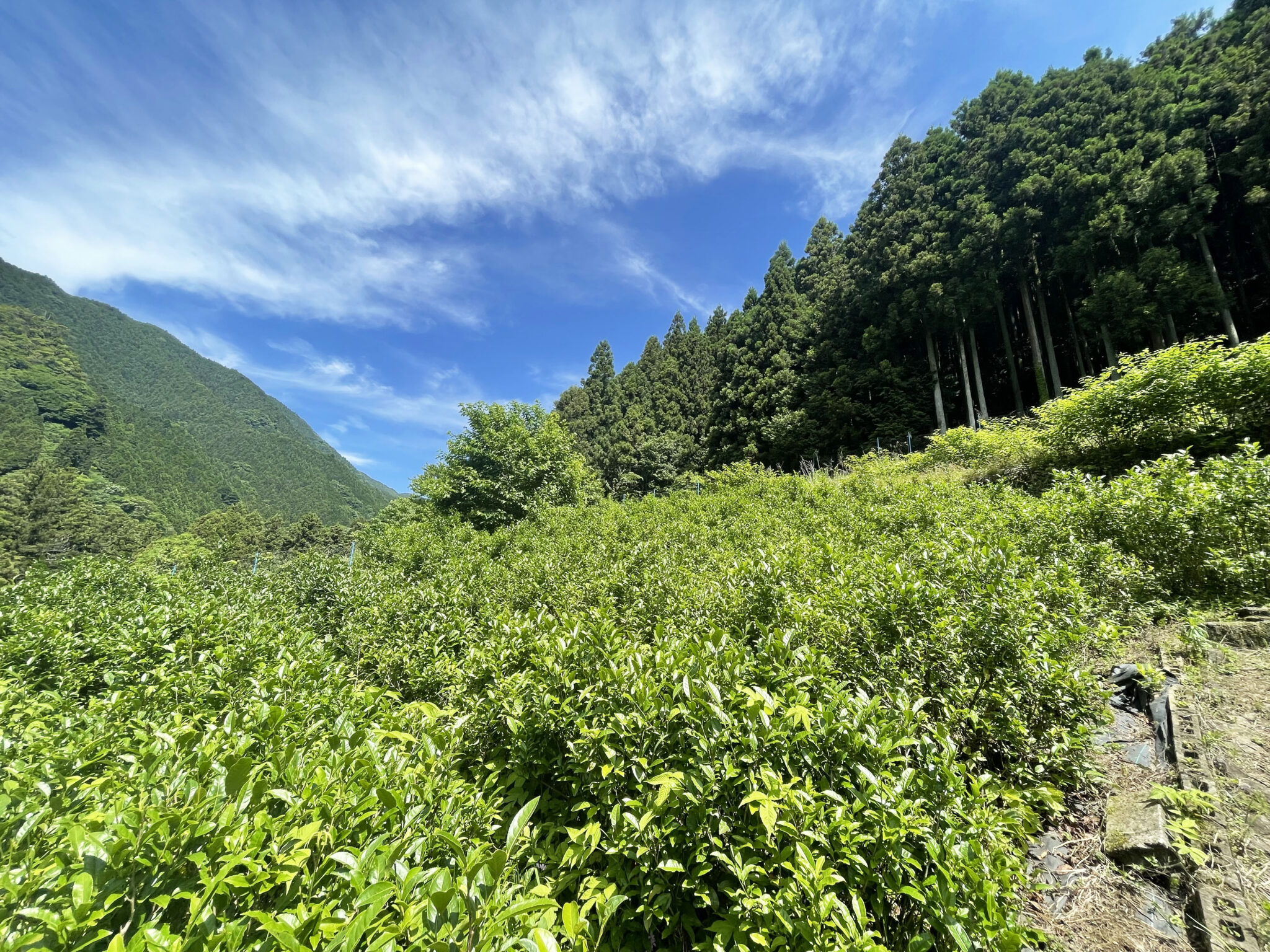 Tea farm at western Tokyo for tea picking experience