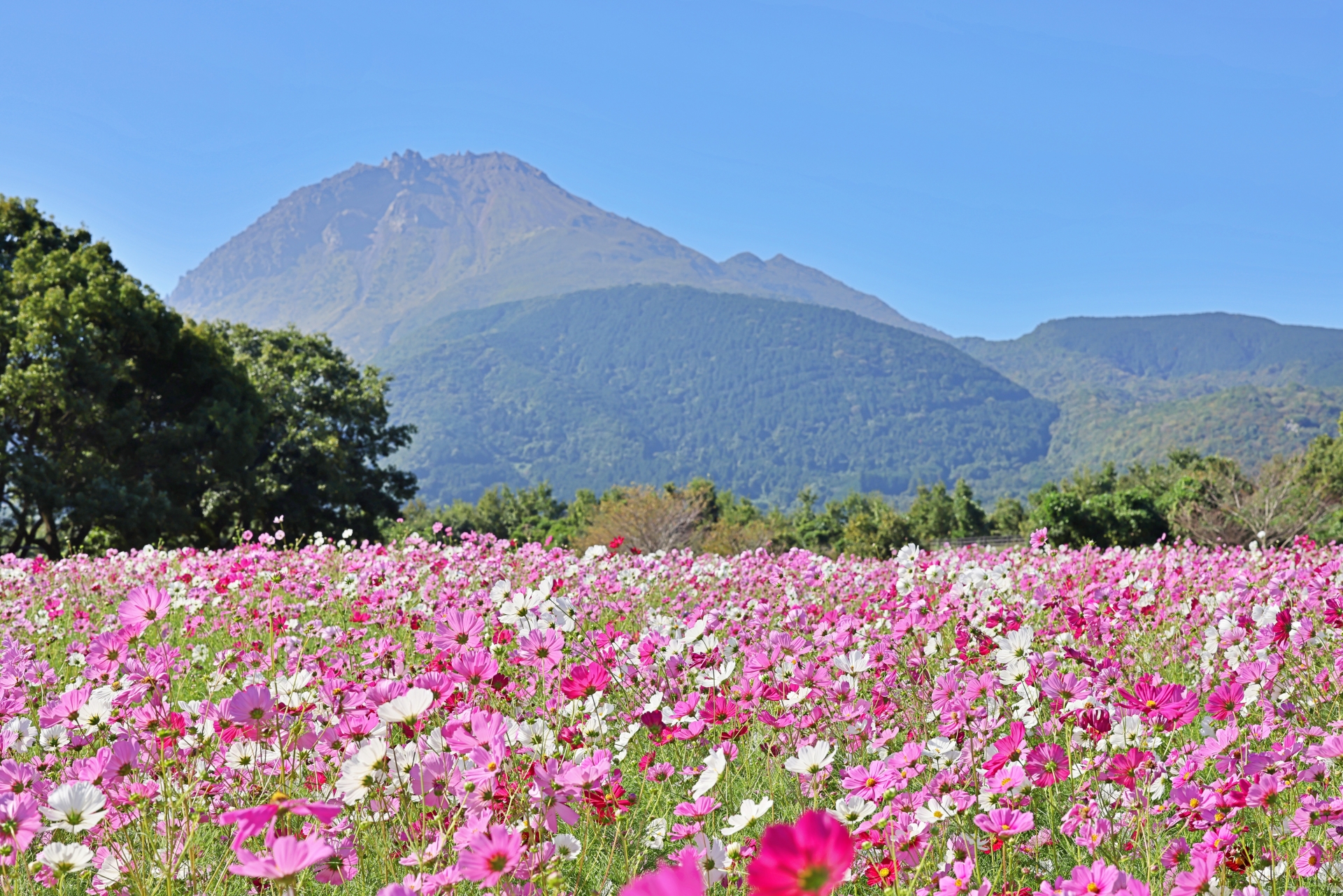 花様　確認用 長崎随一の花の名所！「しまばら火張山花公園」 | Food Diversity.today