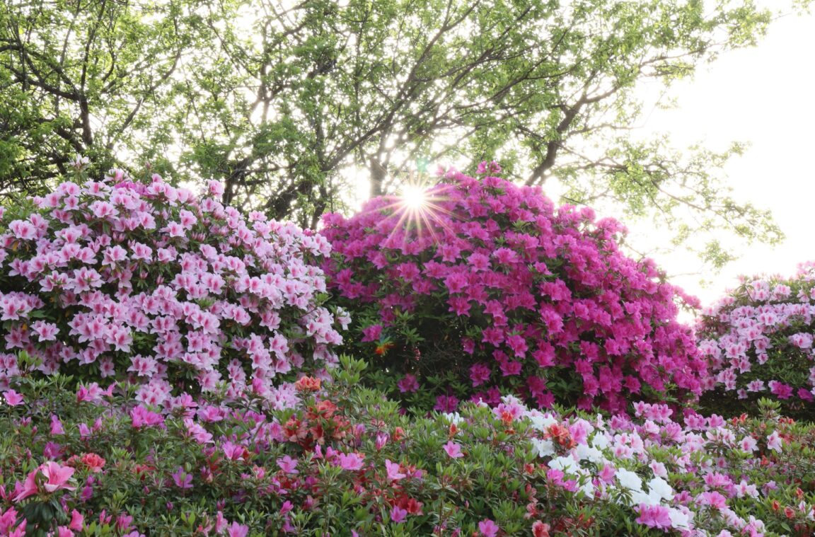 ツツジの咲く花の名所！熊本「昭和園」 | Food Diversity.today