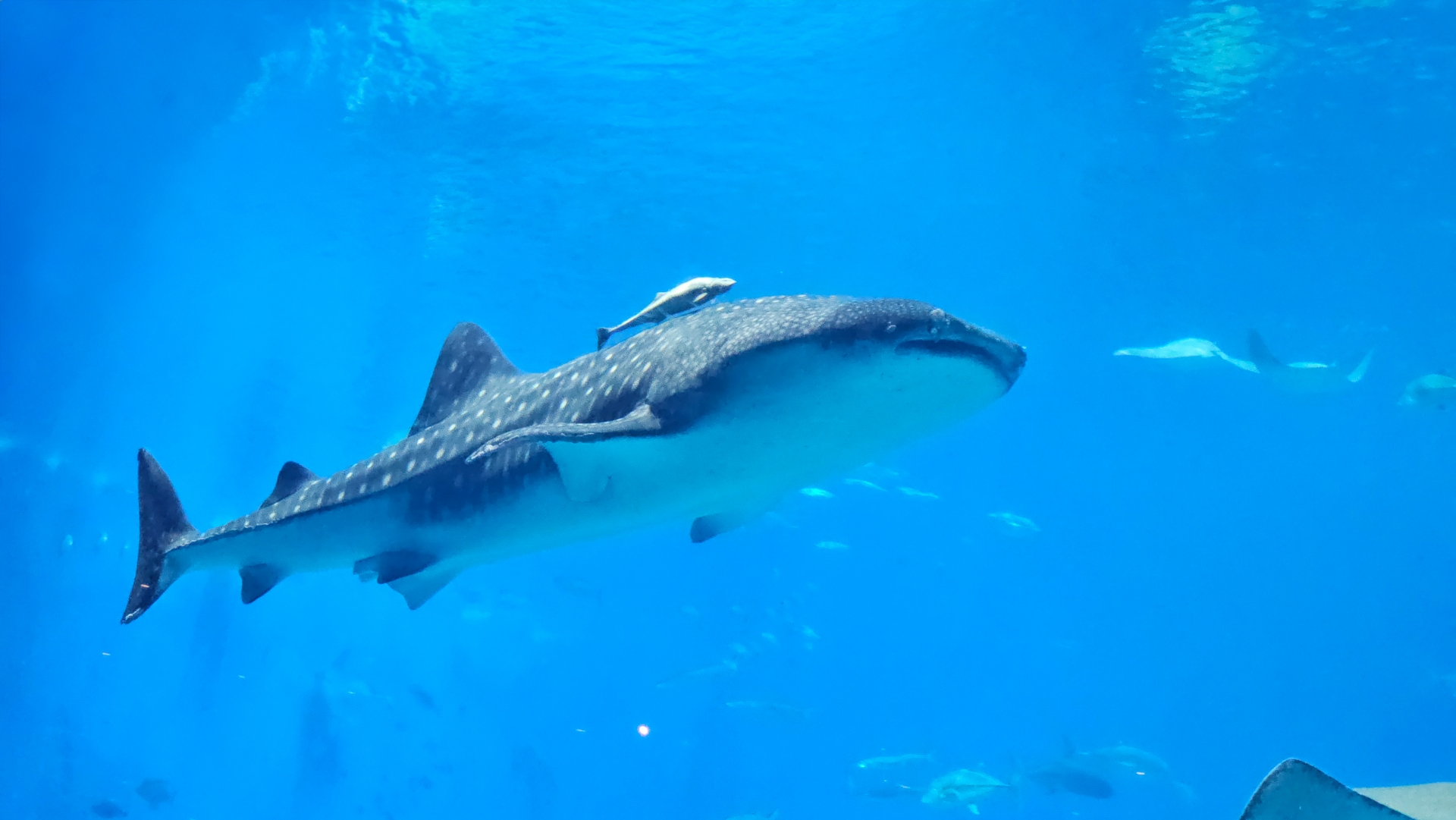 神秘に満ちた海の世界！沖縄「沖縄美ら海水族館」 | Food Diversity.today
